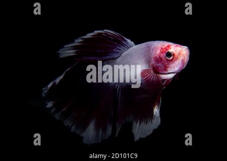poisson de betta de couleur rouge et blanche isolé de fond noir Banque D'Images