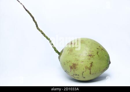 noix de coco verte avec des taches noires sur la peau. vieille noix de coco isolée sur fond blanc Banque D'Images