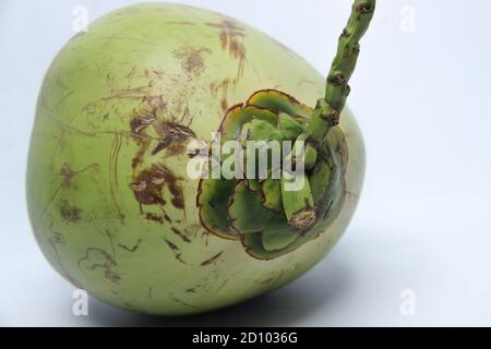 noix de coco verte avec des taches noires sur la peau. vieille noix de coco isolée sur fond blanc Banque D'Images