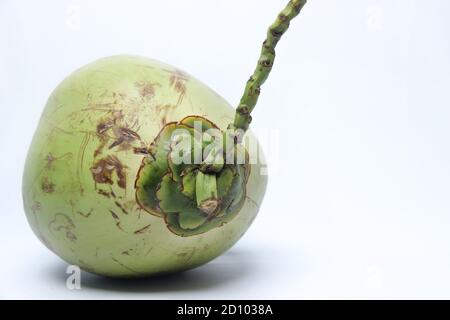 noix de coco verte avec des taches noires sur la peau. vieille noix de coco isolée sur fond blanc Banque D'Images