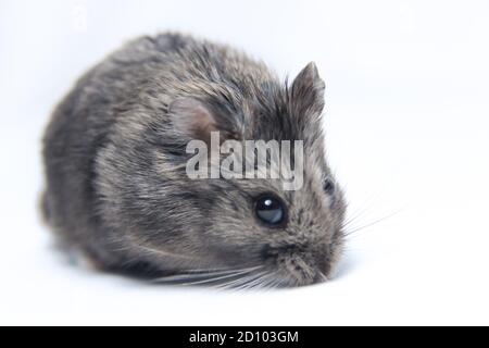 Hamster gris à fourrure gras isolé sur fond blanc. Nourrir les animaux avec des graines de soleil ou nain. Hamsters adultes mignons et sains Banque D'Images