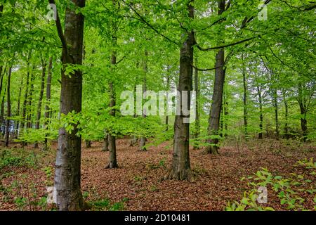 Reboisement de plantation de hêtre à Tirslund, Danemark Banque D'Images