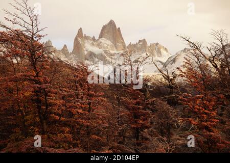 Belle vue sur le Mont fitz roy à travers les couleurs automnales de la forêt, El chalten Banque D'Images