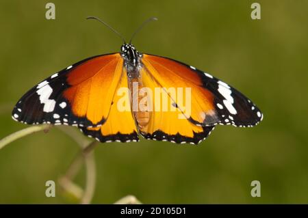 Tigre Uni, papillon monarque africain (Danaus chrysippus) Banque D'Images