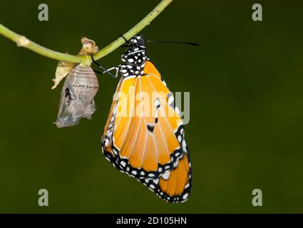 Tigre nu, papillon monarque africain (Danaus chrysippus) nouveau-né Banque D'Images