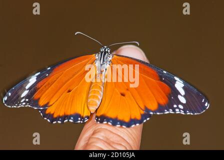 Tigre Uni, papillon monarque africain (Danaus chrysippus) Banque D'Images