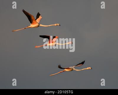 Grand flamants, triplés Banque D'Images