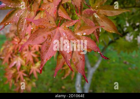 Les feuilles Acer palmatum changent de couleur, passant du vert à l'orange de saison et aux couleurs d'automne rouges, et poussent à Surrey, dans le sud-est de l'Angleterre Banque D'Images