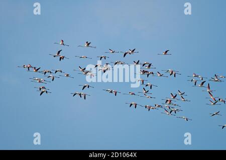 Flamingo - vol de grand troupeau Banque D'Images