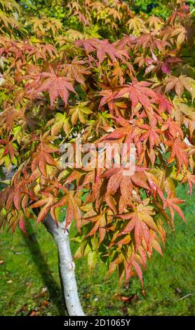 Les feuilles Acer palmatum changent de couleur, passant du vert à l'orange de saison et aux couleurs d'automne rouges, et poussent à Surrey, dans le sud-est de l'Angleterre Banque D'Images