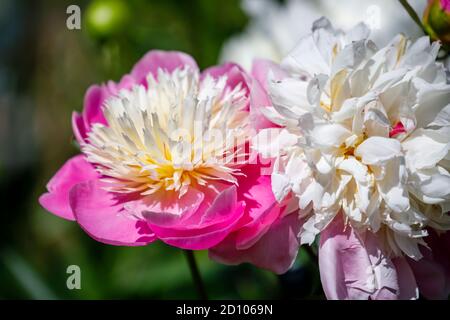 Grandes fleurs de pivoine « Bowl of Beauty », rose et blanc, fleuries dans un jardin à Surrey, Angleterre à la fin du printemps / au début de l'été Banque D'Images
