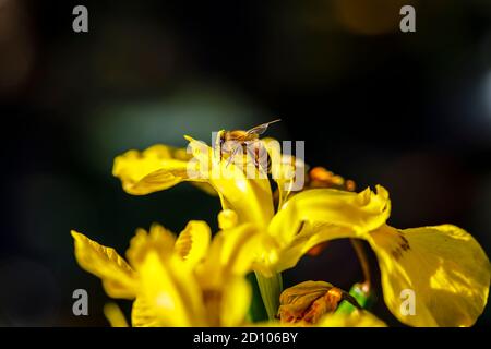 Miel abeille (ouvrier) APIs mellifera sur l'iris pseudocorus humide, drapeau d'eau, drapeau jaune ou iris jaune, en fleur à la fin du printemps / début de l'été Banque D'Images
