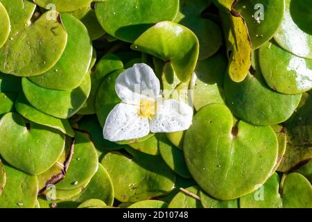 Hydrocharis morsus-ranae, fromagite, est une plante à fleurs appartenant au genre Hydrocharis de la famille des Hydrocharitaceae. C'est un petit plan flottant Banque D'Images