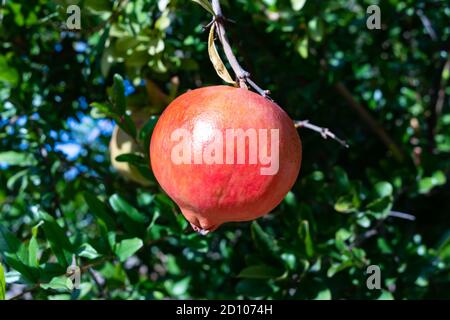 Ripe fruit grenade on tree branch Banque D'Images