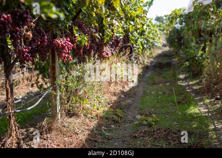 Vignoble, petits pains de raisins de vin sur la vigne Banque D'Images