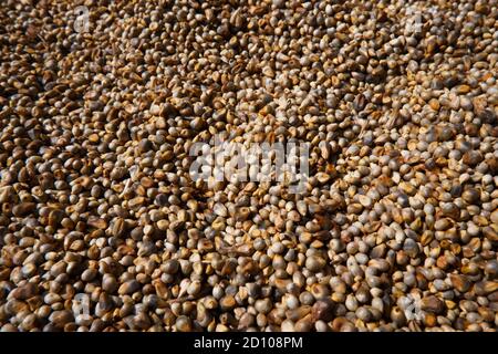 un gros plan de meules de perles se rassemble en plein cadre photo Banque D'Images