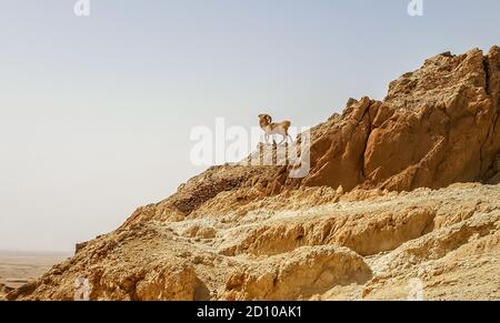 Statue de chèvre de montagne dans l'oasis de Chebika, désert du Sahara, Tunisie Banque D'Images