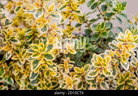 Thym citron ou thym citron, gros plan. Une herbe à feuilles persistantes ressemblant à un arbuste avec de minuscules feuilles vertes jaunes. Herbes aromatiques parfumées aux agrumes utilisées dans de nombreux restaurants Banque D'Images