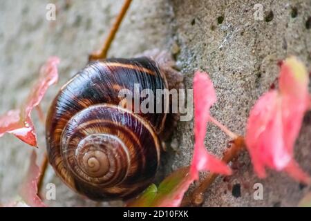 Gros escargot de vigne rayé avec une grande coquille en gros plan et vue macro montre des détails intéressants des palpeurs, des yeux, de l'hélice, de la peau et du pied Banque D'Images