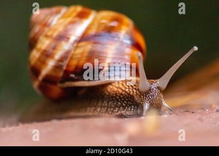 Gros escargot de vigne rayé avec une grande coquille en gros plan et vue macro montre des détails intéressants des palpeurs, des yeux, de l'hélice, de la peau et du pied Banque D'Images