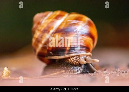 Gros escargot de vigne rayé avec une grande coquille en gros plan et vue macro montre des détails intéressants des palpeurs, des yeux, de l'hélice, de la peau et du pied Banque D'Images