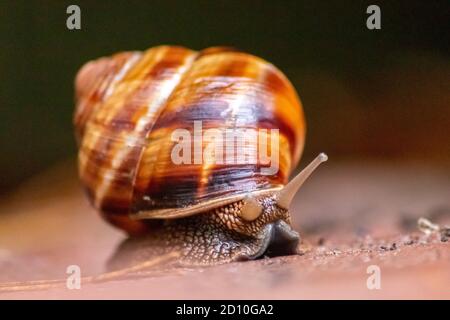 Gros escargot de vigne rayé avec une grande coquille en gros plan et vue macro montre des détails intéressants des palpeurs, des yeux, de l'hélice, de la peau et du pied Banque D'Images