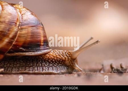 Gros escargot de vigne rayé avec une grande coquille en gros plan et vue macro montre des détails intéressants des palpeurs, des yeux, de l'hélice, de la peau et du pied Banque D'Images