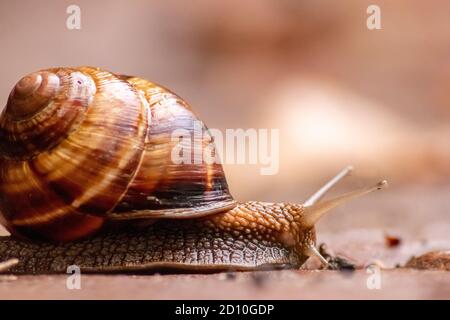 Gros escargot de vigne rayé avec une grande coquille en gros plan et vue macro montre des détails intéressants des palpeurs, des yeux, de l'hélice, de la peau et du pied Banque D'Images