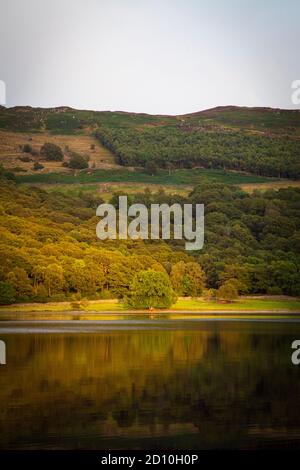 Arbres sur la rive de Coniston Water, dans le Lake District, Cumbria. Banque D'Images