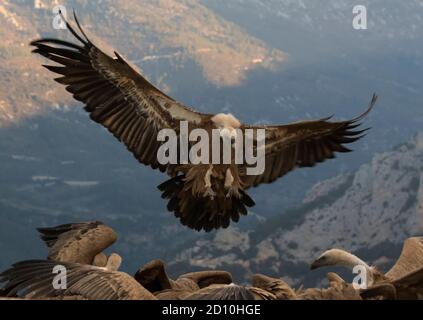 Griffon Vulture débarque sur terre Banque D'Images