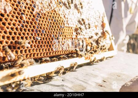 détail d'un nid d'abeilles entouré d'abeilles pendant la collection de miel par un apiculteur Banque D'Images