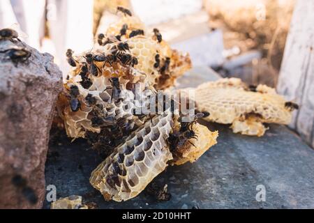 foyer sélectif des abeilles autour des morceaux de nid d'abeille sur le dessus d'une ruche Banque D'Images