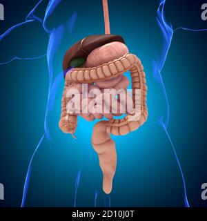 Système digestif humain Anatomy for Medical concept 3D Illustration Banque D'Images