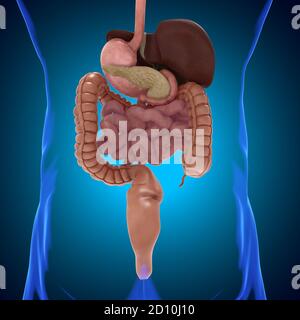 Système digestif humain Anatomy for Medical concept 3D Illustration Banque D'Images