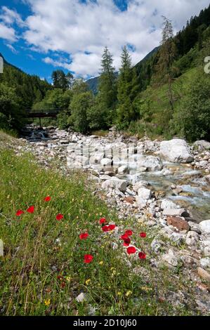 ruisseau de Plima dans la vallée de Martell (Marteltal), Bolzano, Trentin-Haut-Adige, Italie Banque D'Images