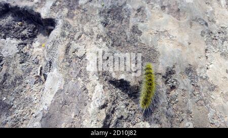 Insecte de chenille poilue jaune, ver sur la roche gros plan. Banque D'Images