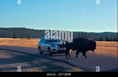 Bison traversant la route dans la vallée de Hayden, parc national de Yellowstone, Wyoming, États-Unis Banque D'Images