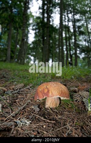 Champignon de pin (Boletus pinophilus) dans le bois, vallée de Venosta, Trentin-Haut-Adige, Italie Banque D'Images