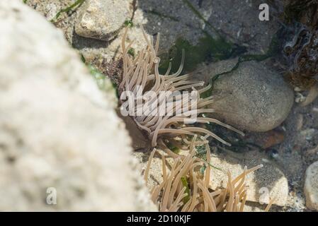 Snakelocks Anemone (Anemonia viridis) dans une piscine de roche Banque D'Images