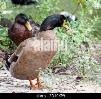 Canard colvert hybride pris à l'étang du musée Sam Houston à Huntsville, Texas, États-Unis Banque D'Images