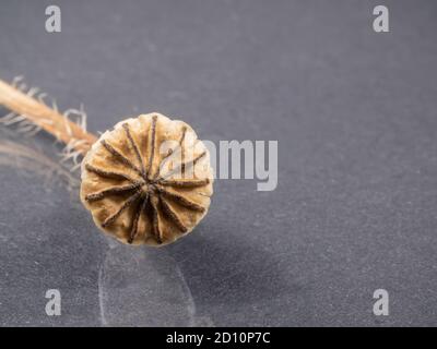 Gros plan sur la tête de pavot. Arrière-plan sombre. Macro . Usine sèche. Banque D'Images