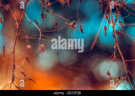 Magnifique arrière-plan d'automne. Little Spider Weaved une toile entre les branches d'arbre dans la forêt. Beauté incroyable de la nature sauvage. Banque D'Images