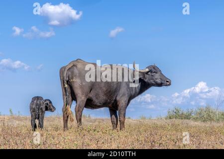 Orlovka Vilage, Reni Raion, Ode, Ukraine, Europe de l'est. 8 août 2018. OrLOVKA VILLAGE, RENI RAION, ODESSA OBLAST, UKRAINE - 03 SEPTEMBRE 2020 : première journée de vie d'un nouveau-né Buffalo d'eau de veau (bubalis murrensis). Rewilding Europe in the Ukraine Credit: Andrey Nekrasov/ZUMA Wire/Alamy Live News Banque D'Images