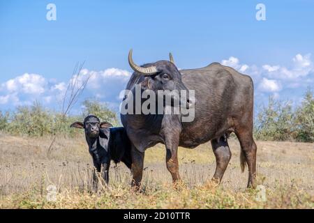 Orlovka Vilage, Reni Raion, Ode, Ukraine, Europe de l'est. 8 août 2018. OrLOVKA VILLAGE, RENI RAION, ODESSA OBLAST, UKRAINE - 03 SEPTEMBRE 2020 : première journée de vie d'un nouveau-né Buffalo d'eau de veau (bubalis murrensis). Rewilding Europe in the Ukraine Credit: Andrey Nekrasov/ZUMA Wire/Alamy Live News Banque D'Images