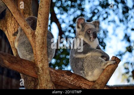 Deux koalas mignons assis sur un arbre branche eucalyptus dedans Australie Banque D'Images