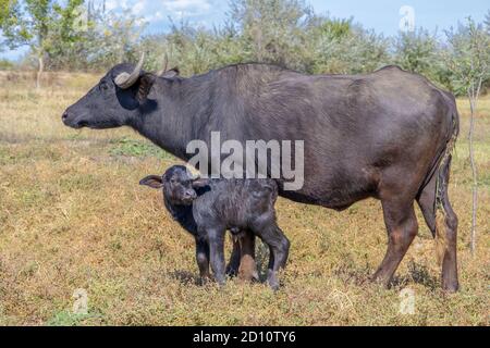 Orlovka Vilage, Reni Raion, Ode, Ukraine, Europe de l'est. 8 août 2018. OrLOVKA VILLAGE, RENI RAION, ODESSA OBLAST, UKRAINE - 03 SEPTEMBRE 2020 : première journée de vie d'un nouveau-né Buffalo d'eau de veau (bubalis murrensis). Rewilding Europe in the Ukraine Credit: Andrey Nekrasov/ZUMA Wire/Alamy Live News Banque D'Images