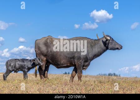 Orlovka Vilage, Reni Raion, Ode, Ukraine, Europe de l'est. 8 août 2018. OrLOVKA VILLAGE, RENI RAION, ODESSA OBLAST, UKRAINE - 03 SEPTEMBRE 2020 : première journée de vie d'un nouveau-né Buffalo d'eau de veau (bubalis murrensis). Rewilding Europe in the Ukraine Credit: Andrey Nekrasov/ZUMA Wire/Alamy Live News Banque D'Images