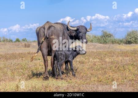 Orlovka Vilage, Reni Raion, Ode, Ukraine, Europe de l'est. 8 août 2018. OrLOVKA VILLAGE, RENI RAION, ODESSA OBLAST, UKRAINE - 03 SEPTEMBRE 2020 : première journée de vie d'un nouveau-né Buffalo d'eau de veau (bubalis murrensis). Rewilding Europe in the Ukraine Credit: Andrey Nekrasov/ZUMA Wire/Alamy Live News Banque D'Images