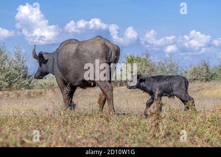 Orlovka Vilage, Reni Raion, Ode, Ukraine, Europe de l'est. 8 août 2018. OrLOVKA VILLAGE, RENI RAION, ODESSA OBLAST, UKRAINE - 03 SEPTEMBRE 2020 : première journée de vie d'un nouveau-né Buffalo d'eau de veau (bubalis murrensis). Rewilding Europe in the Ukraine Credit: Andrey Nekrasov/ZUMA Wire/Alamy Live News Banque D'Images