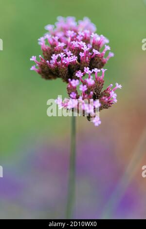 Grappe de fleurs de la plante des champs (Verbena bonariensis) dans un jardin. Banque D'Images